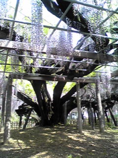 c0068901_1524462.jpg