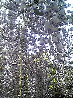 c0068901_15244660.jpg
