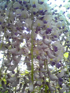 c0068901_15244691.jpg