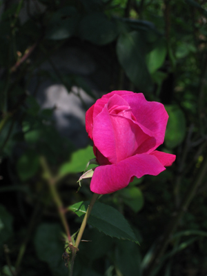 d0036708_062687.jpg
