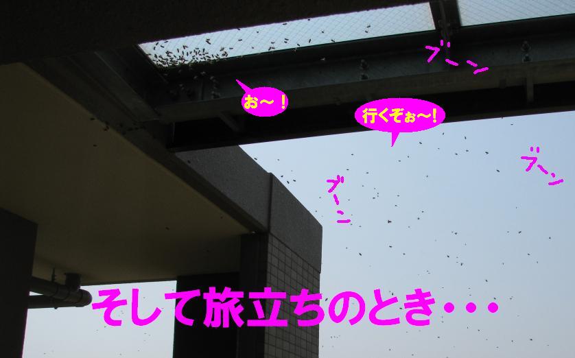 c0113109_1714599.jpg