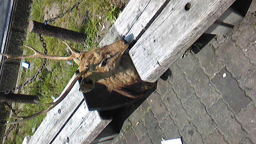 a0042120_113153.jpg