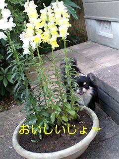 e0079125_6421540.jpg