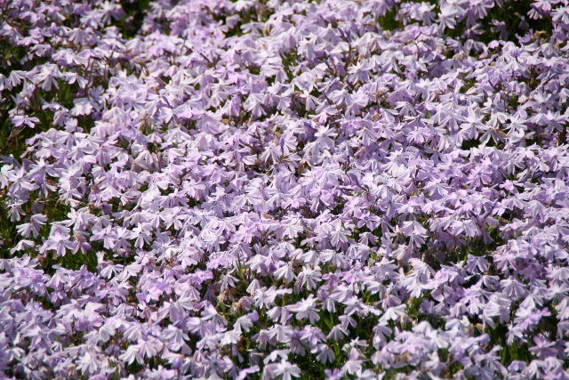 e0064133_0351863.jpg