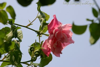 c0134734_10174831.jpg