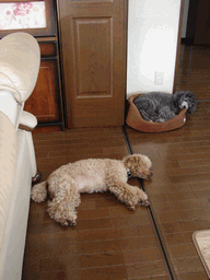 c0136736_22245680.gif