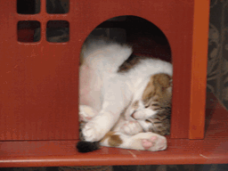 c0136736_22271855.gif