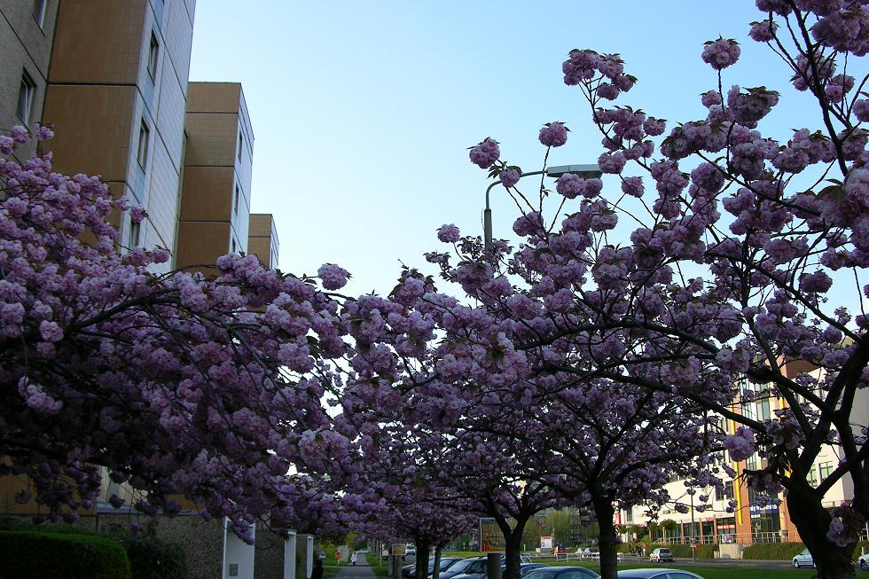 e0092446_141880.jpg