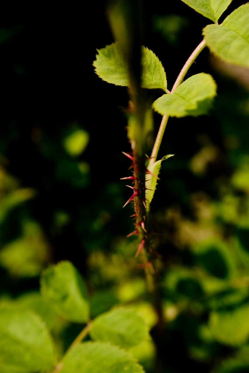 d0141053_20394328.jpg