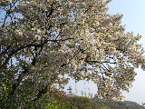 d0087062_7504795.jpg
