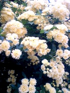 a0041964_22545886.jpg