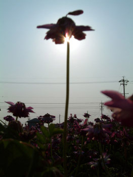 f0106664_87227.jpg