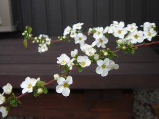 c0135480_0485899.jpg