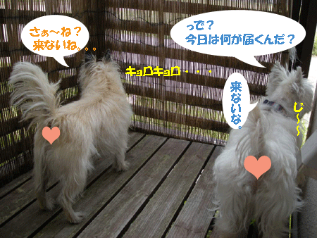 e0066883_16255967.gif