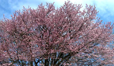 b0099994_921052.jpg