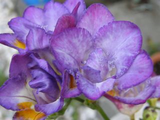 b0061107_23283280.jpg