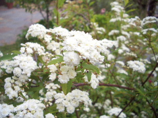 c0056707_18242974.jpg