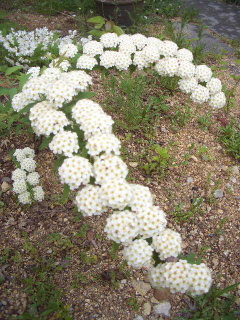 c0056707_18255176.jpg