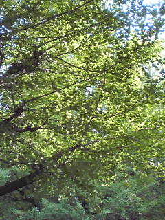 e0081334_3152510.jpg
