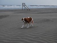 c0136838_0101729.gif
