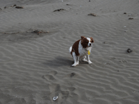 c0136838_0123354.gif