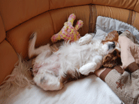 c0136838_0162895.gif