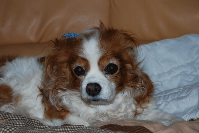 c0136838_09195.gif