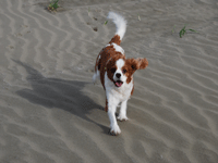 c0136838_095093.gif