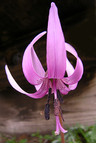 a0001354_18574416.jpg