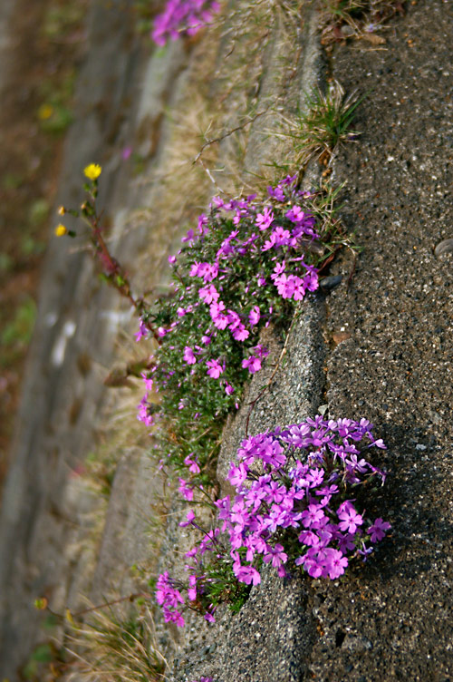 d0100156_2033199.jpg