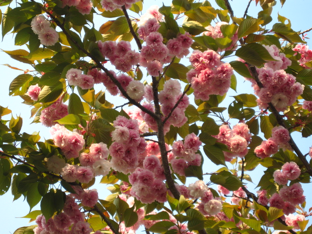 a0101958_18581989.jpg