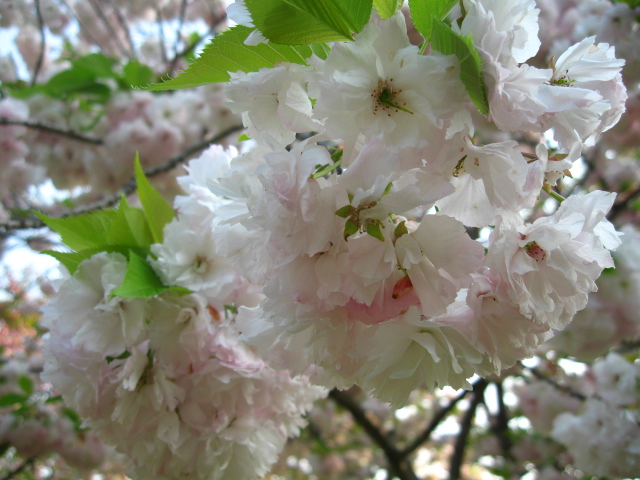 a0101958_18594633.jpg