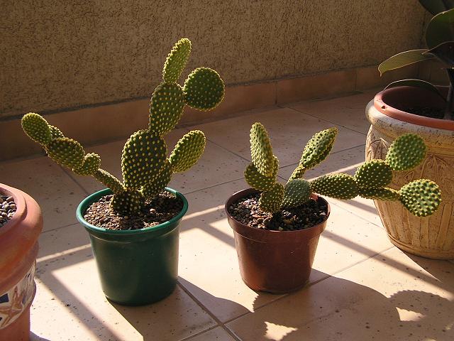 c0103368_535156.jpg
