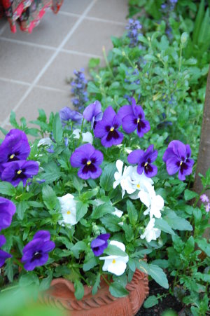 b0116590_030950.jpg