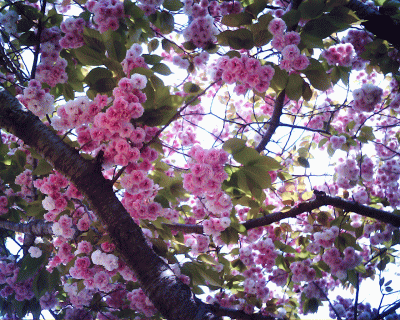 d0100192_21232310.gif