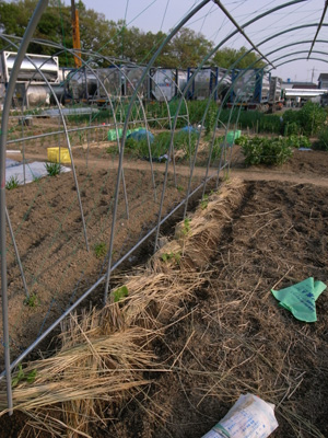 f0070493_1654589.jpg