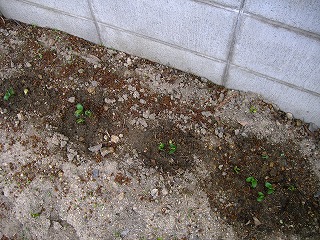 c0076204_13441189.jpg