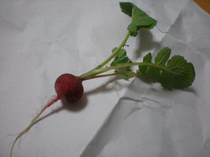 c0087305_6113046.jpg