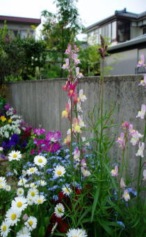 d0001008_19252840.jpg