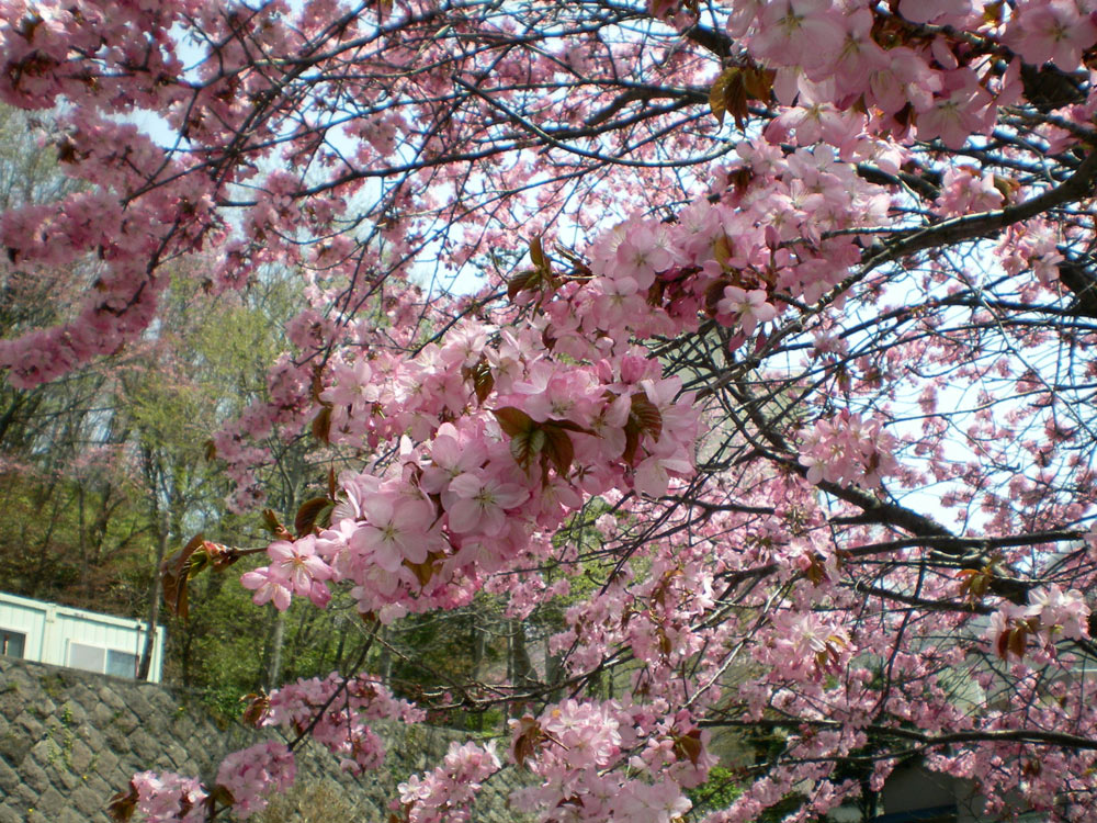 e0037129_12401025.jpg