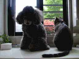 c0136736_22525429.gif