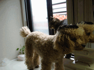 c0136736_2258315.gif