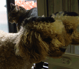 c0136736_22583518.gif