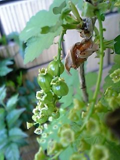 c0056437_0482382.jpg