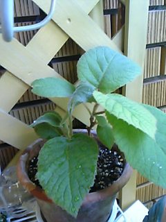c0056437_0543537.jpg