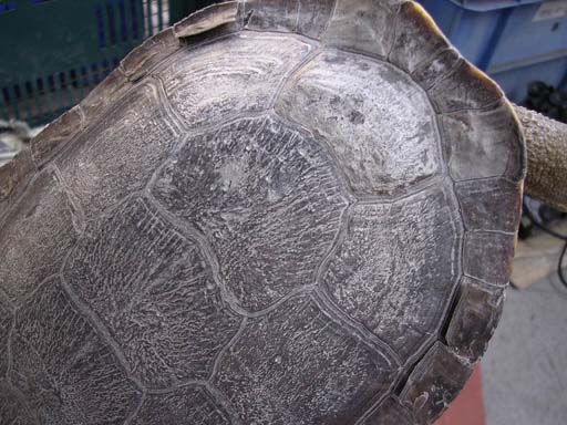 e0119439_02254.jpg