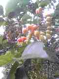 b0090243_0222293.jpg
