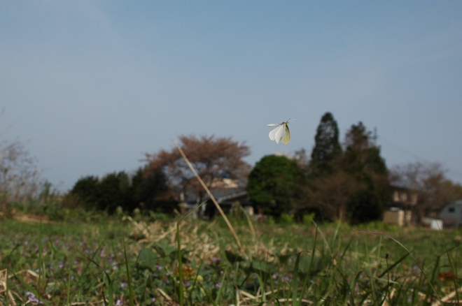 d0098057_425533.jpg