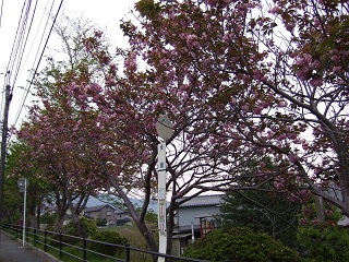 b0095061_11285855.jpg