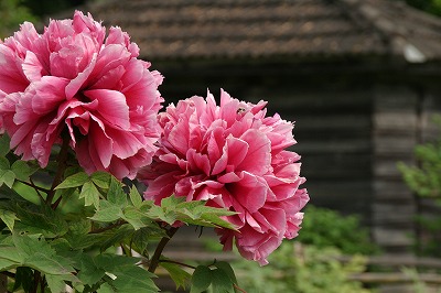 f0106664_8173077.jpg